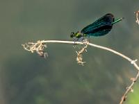 Blauflügel Prachtlibelle Männchen auf Stengel am Bernauer Achenufer
